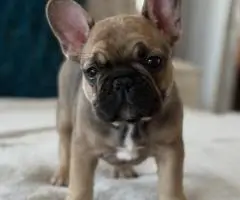 Französische Bulldoggenwelpen suchen ein neues Zuhause - 2