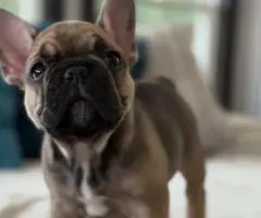 Französische Bulldoggenwelpen suchen ein neues Zuhause - 3