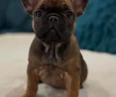 Französische Bulldoggenwelpen suchen ein neues Zuhause - 4