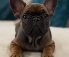 Französische Bulldoggenwelpen suchen ein neues Zuhause - 5