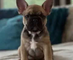 Französische Bulldoggenwelpen suchen ein neues Zuhause - 6